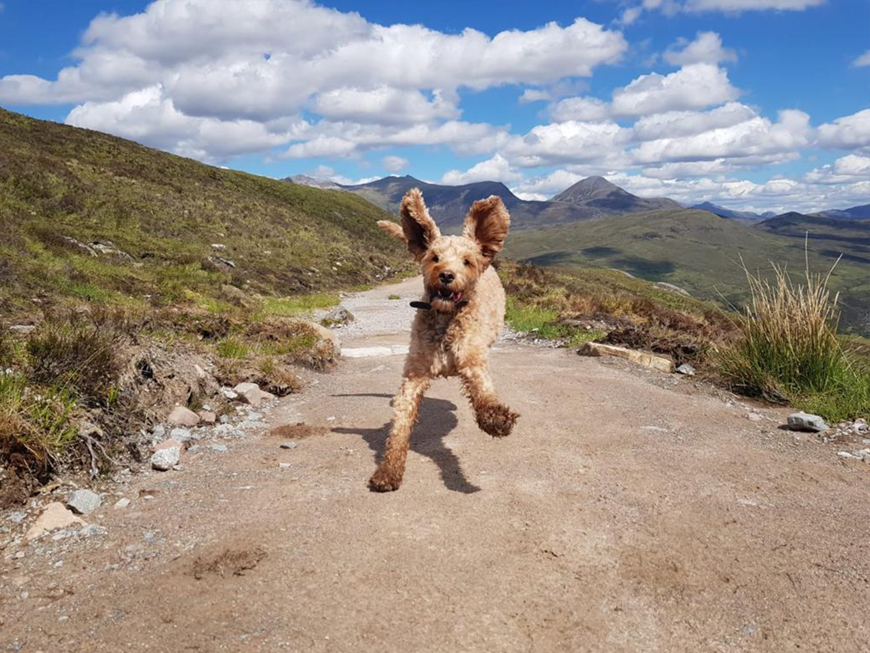 Roo
